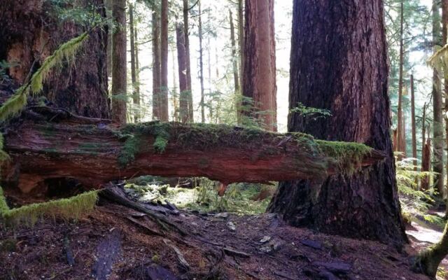 Stand Beneath an 800-Year-Old Giant Locals Call King Tut in This Oregon Forest