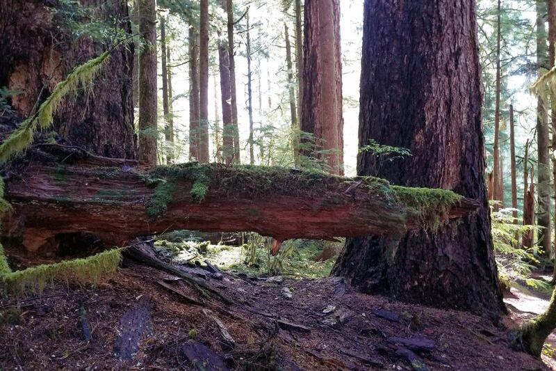 Stand Beneath an 800-Year-Old Giant Locals Call King Tut in This Oregon Forest