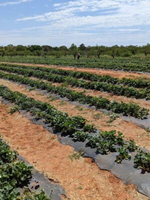 Pick Your Own Strawberries and Grab Fresh Ice Cream at This Fredericksburg, Texas Farm