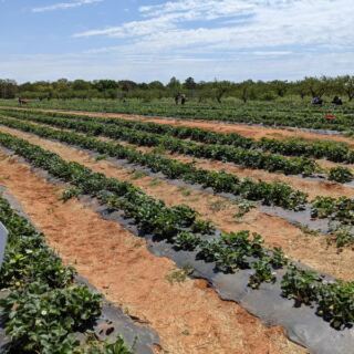 Pick Your Own Strawberries and Grab Fresh Ice Cream at This Fredericksburg, Texas Farm