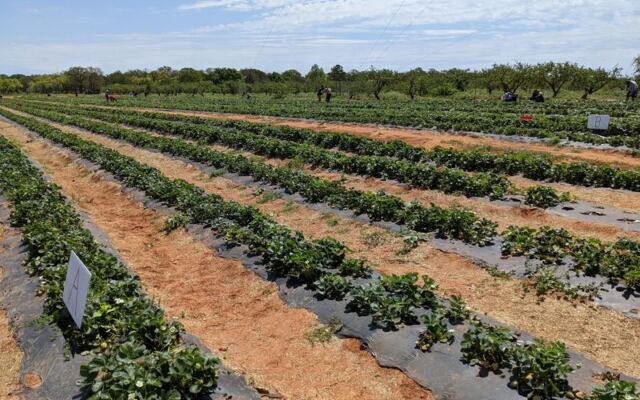 Pick Your Own Strawberries and Grab Fresh Ice Cream at This Fredericksburg, Texas Farm