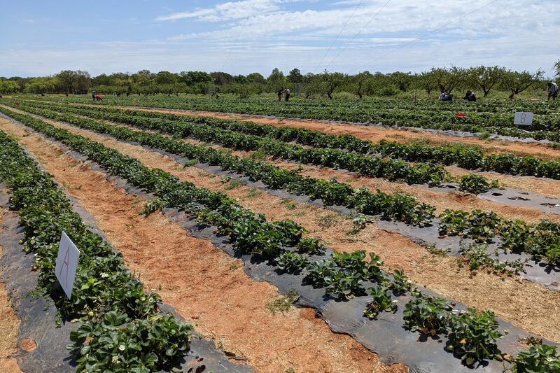Pick Your Own Strawberries and Grab Fresh Ice Cream at This Fredericksburg, Texas Farm