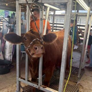 Sussex County Fairgrounds puts New Jersey’s farming traditions on display in the show ring