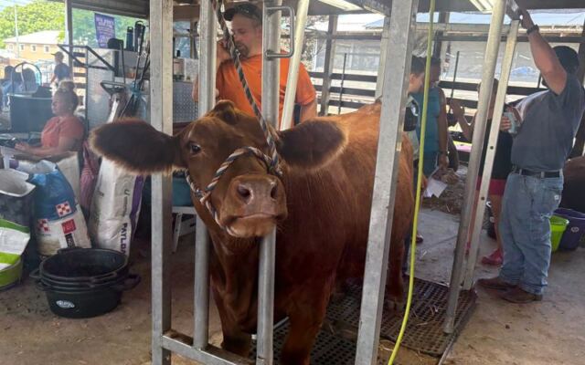 Sussex County Fairgrounds puts New Jersey’s farming traditions on display in the show ring