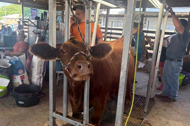 Sussex County Fairgrounds puts New Jersey’s farming traditions on display in the show ring