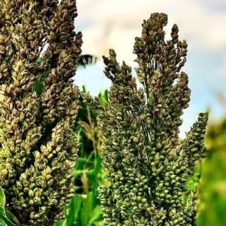 15 of the World’s Most Important Grains and Cereals