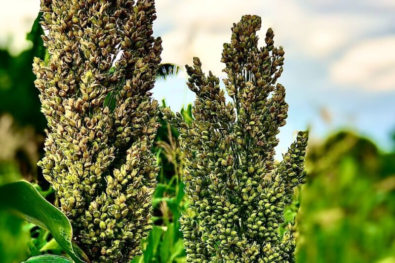 15 of the World’s Most Important Grains and Cereals