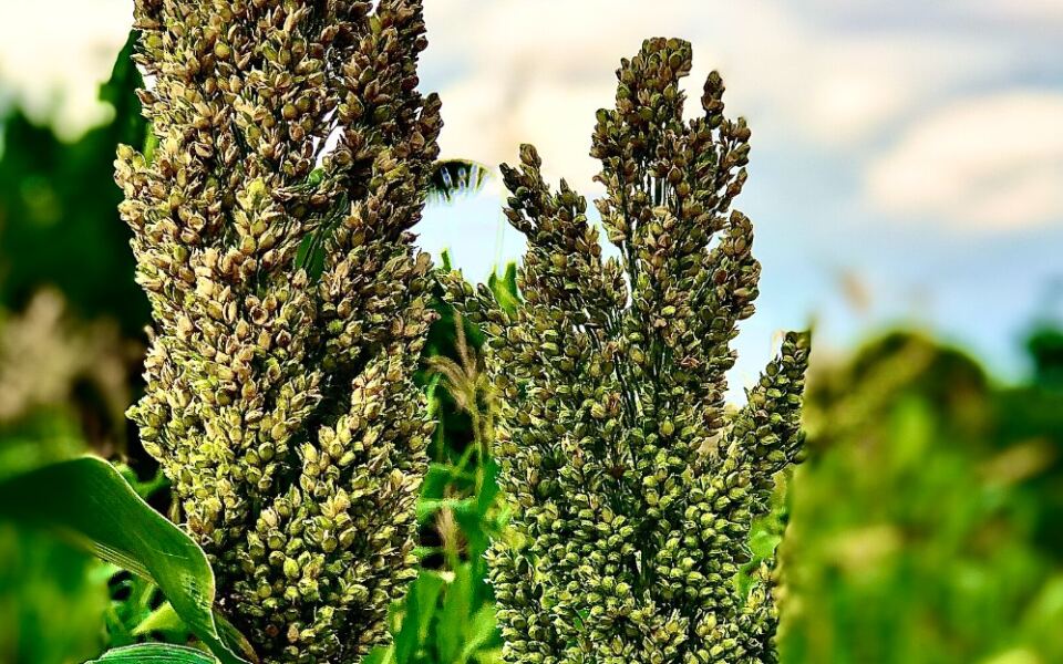 15 of the World’s Most Important Grains and Cereals