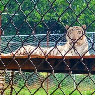 This Oklahoma Wildlife Refuge Lets You Watch Grizzly Bears and Tigers Rescued From Roadside Zoos