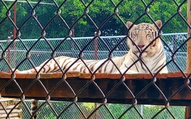 This Oklahoma Wildlife Refuge Lets You Watch Grizzly Bears and Tigers Rescued From Roadside Zoos