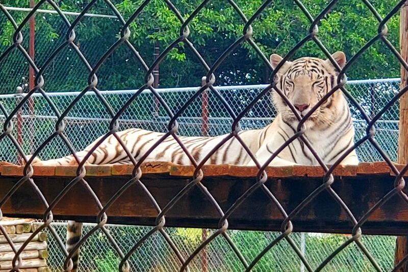This Oklahoma Wildlife Refuge Lets You Watch Grizzly Bears and Tigers Rescued From Roadside Zoos