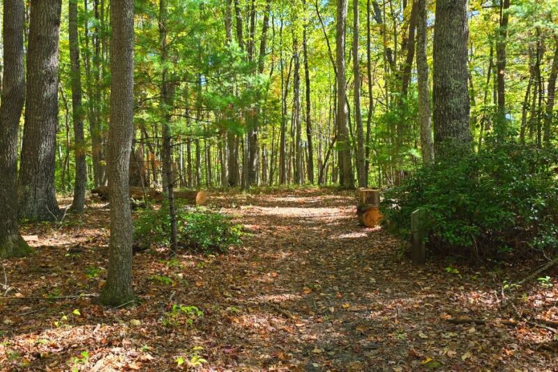 12 Easy West Virginia Hikes for Beginners