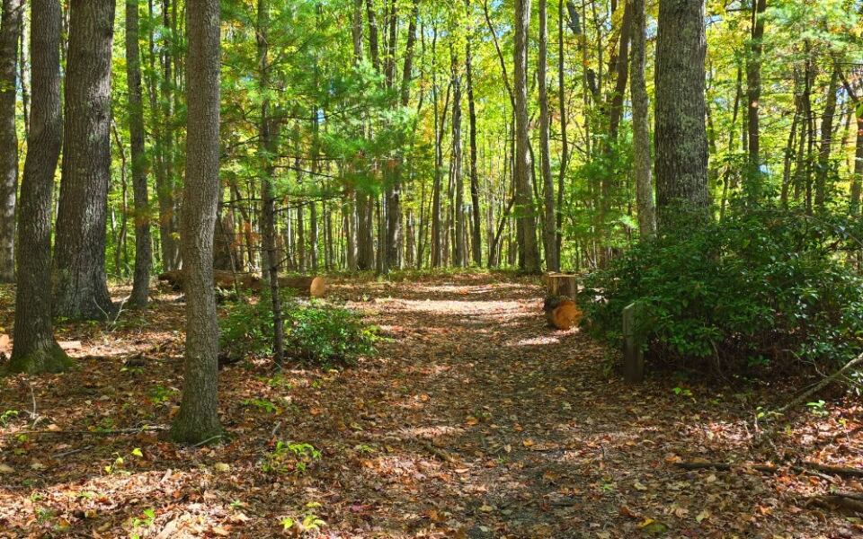 12 Easy West Virginia Hikes for Beginners