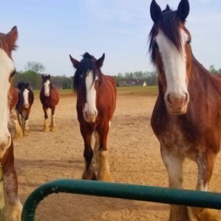 12 Places Where You Can Meet Giant Clydesdales Up Close