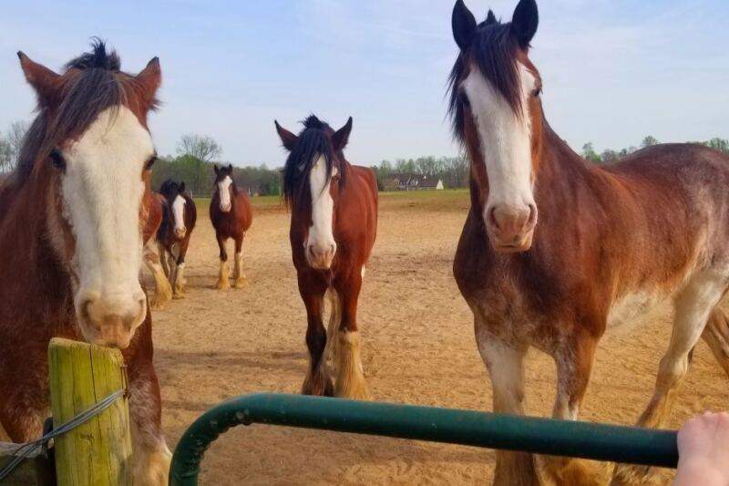 12 Places Where You Can Meet Giant Clydesdales Up Close