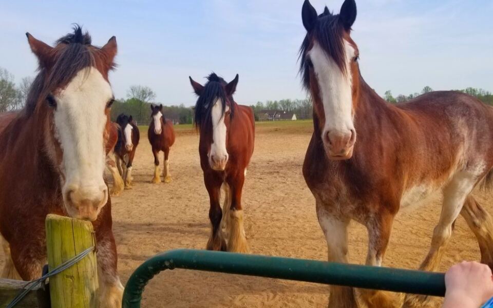 12 Places Where You Can Meet Giant Clydesdales Up Close