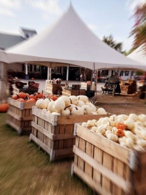 Ever Eaten A Sugar Pie Pumpkin Donut Warm From The Fryer At Patterson Fruit Farm?