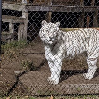 There’s a Sanctuary in Florida Where Rescued Big Cats Lounge Just Feet From the Walkway