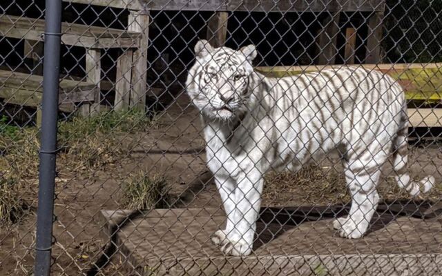 There’s a Sanctuary in Florida Where Rescued Big Cats Lounge Just Feet From the Walkway