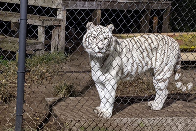 There’s a Sanctuary in Florida Where Rescued Big Cats Lounge Just Feet From the Walkway