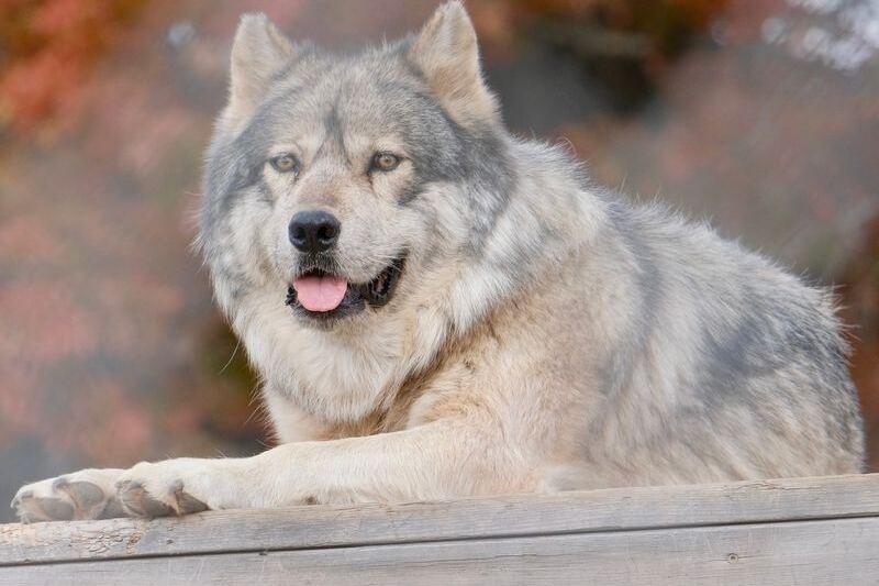 These 9 Minnesota Wildlife Programs Let You Experience Wildlife Up Close