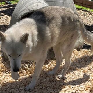 Rescued Wolves Find Refuge At The Southern Ohio Wolf Sanctuary In Chesapeake