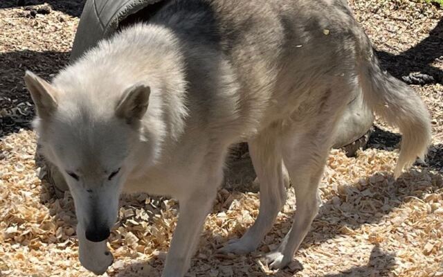 Rescued Wolves Find Refuge At The Southern Ohio Wolf Sanctuary In Chesapeake