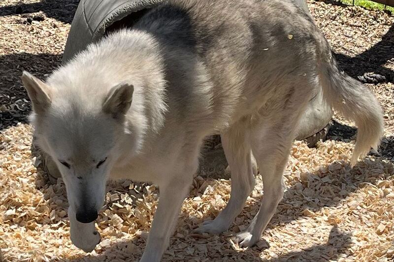 Rescued Wolves Find Refuge At The Southern Ohio Wolf Sanctuary In Chesapeake