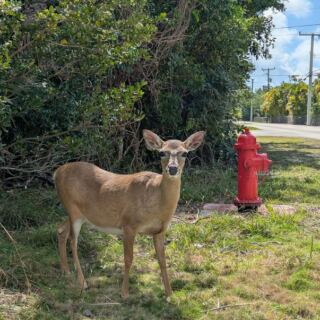 Spot Endangered Key Deer in the Wild at the National Key Deer Refuge on Big Pine Key, Florida
