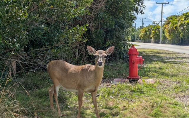 Spot Endangered Key Deer in the Wild at the National Key Deer Refuge on Big Pine Key, Florida