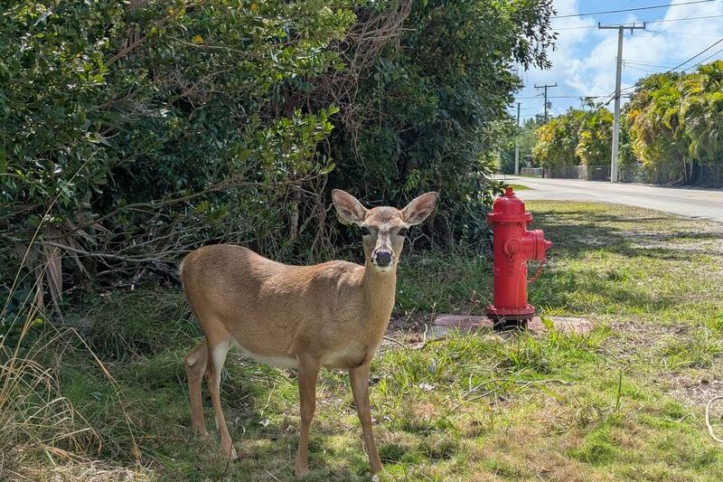Spot Endangered Key Deer in the Wild at the National Key Deer Refuge on Big Pine Key, Florida