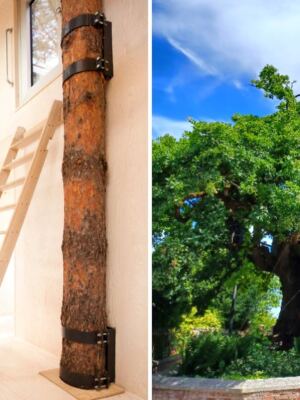 These 13 Incredible Buildings Have Trees Growing Right Through Them