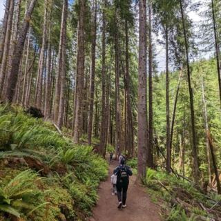 This Oregon Forest Trail Feels Like Floating Through Moss and Ferns the Whole Way