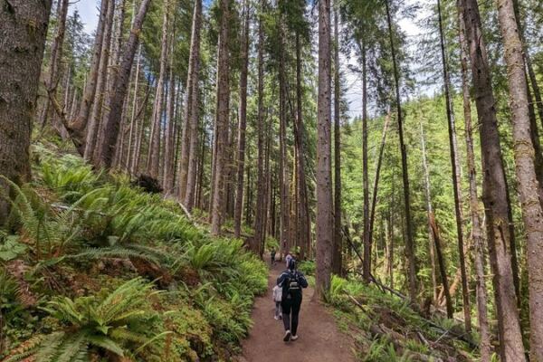This Oregon Forest Trail Feels Like Floating Through Moss and Ferns the Whole Way