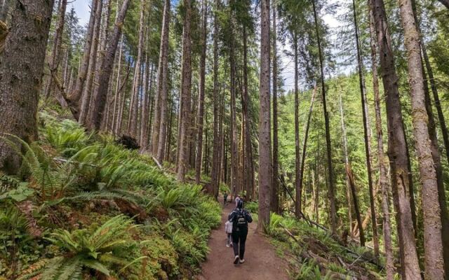 This Oregon Forest Trail Feels Like Floating Through Moss and Ferns the Whole Way