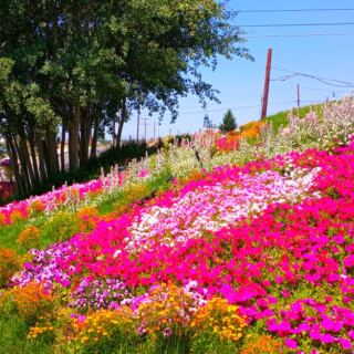 This Montana Garden Has a 150-Year-Old Mining Story and a Surprising Floral Tribute