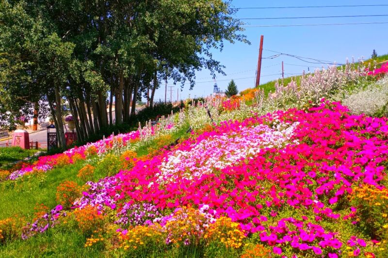 This Montana Garden Has a 150-Year-Old Mining Story and a Surprising Floral Tribute