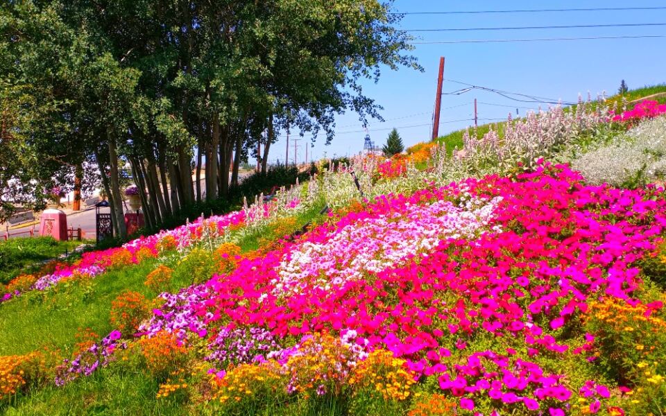 This Montana Garden Has a 150-Year-Old Mining Story and a Surprising Floral Tribute