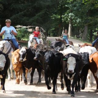 Ride 346 Wooded Smoky Mountain Acres And Drive Cattle At This Tennessee Dude Ranch