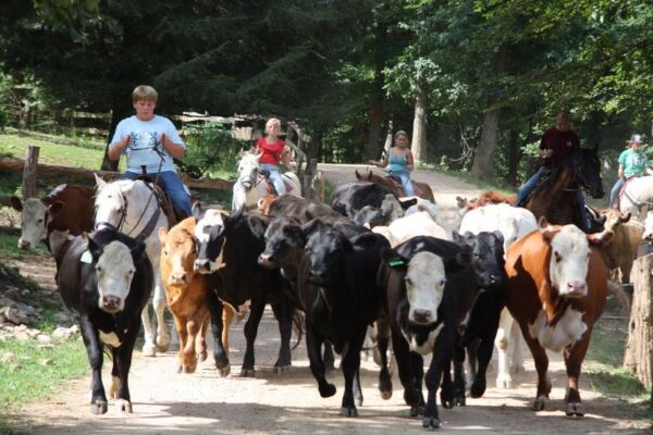 Ride 346 Wooded Smoky Mountain Acres And Drive Cattle At This Tennessee Dude Ranch