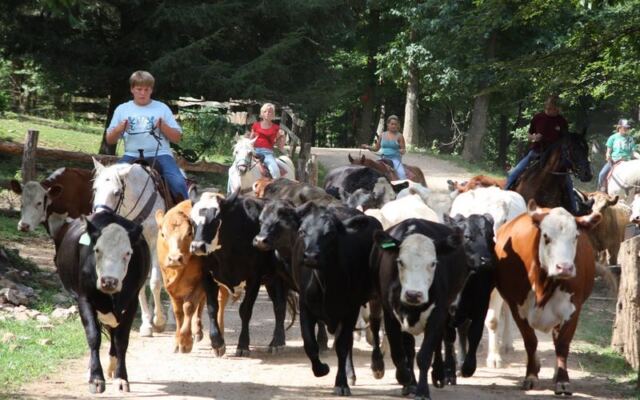 Ride 346 Wooded Smoky Mountain Acres And Drive Cattle At This Tennessee Dude Ranch