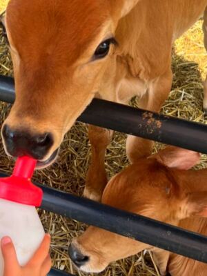 12 Farms Where You Can Bottle-Feed Baby Animals During Visiting Season