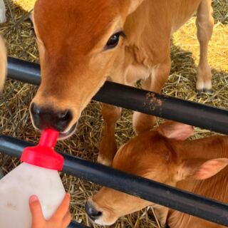 12 Farms Where You Can Bottle-Feed Baby Animals During Visiting Season