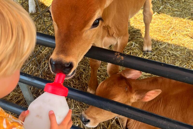 12 Farms Where You Can Bottle-Feed Baby Animals During Visiting Season