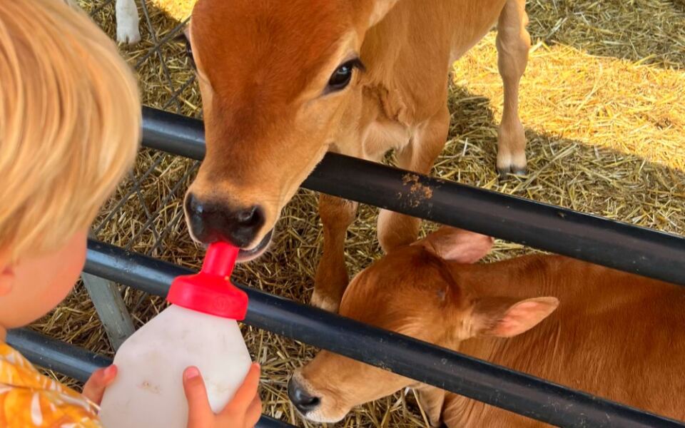 12 Farms Where You Can Bottle-Feed Baby Animals During Visiting Season