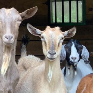 New Jersey’s Tamerlaine Sanctuary Lets You Meet Rescued Farm Animals on Guided Tours
