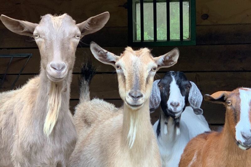 New Jersey’s Tamerlaine Sanctuary Lets You Meet Rescued Farm Animals on Guided Tours