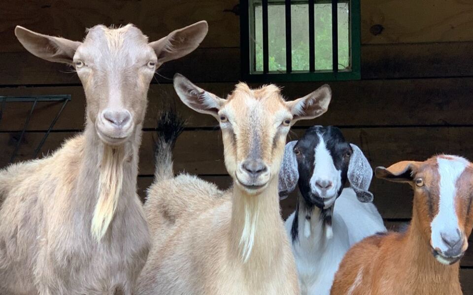 New Jersey’s Tamerlaine Sanctuary Lets You Meet Rescued Farm Animals on Guided Tours