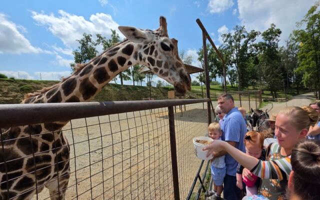 Kids Feed Goats And Pet Camels At Lehman’s Neighbor? No, At The Farm At Walnut Creek