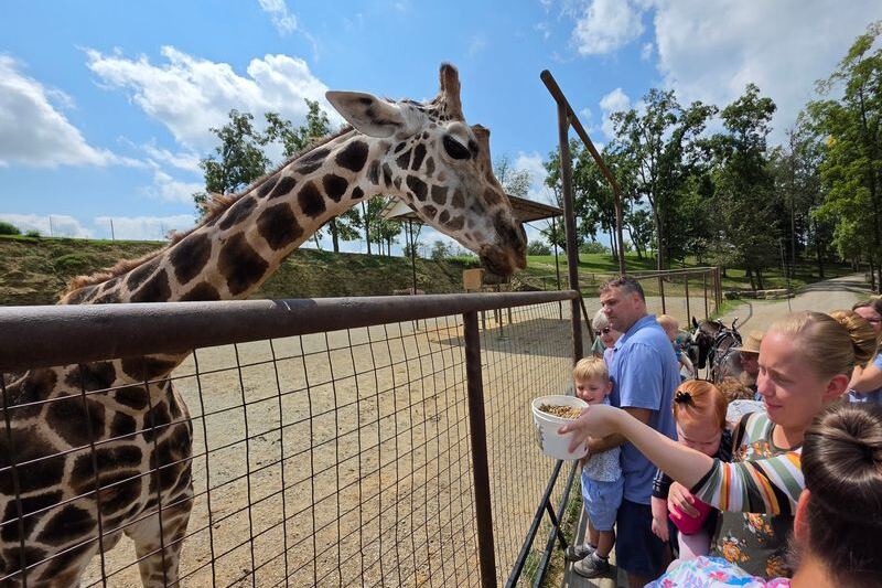 Kids Feed Goats And Pet Camels At Lehman’s Neighbor? No, At The Farm At Walnut Creek